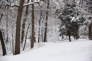 Forest snow 1