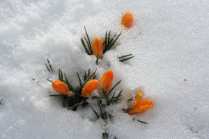 snow flowers